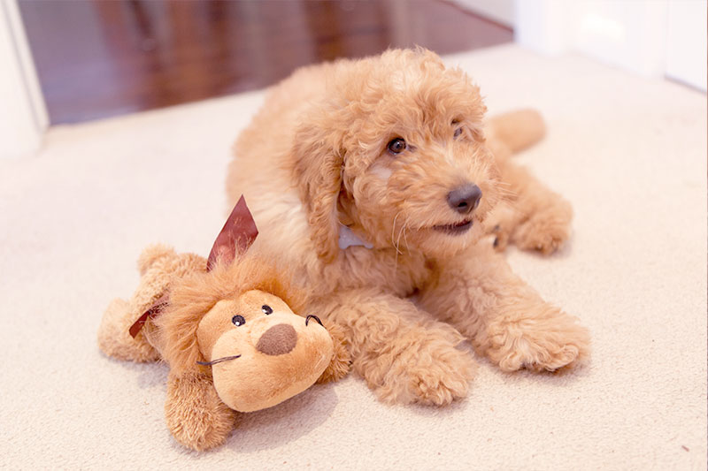 Caring for Groodle puppy with toys