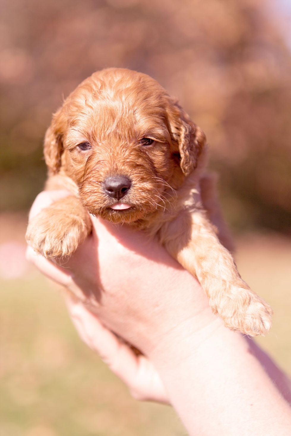 Groodle Puppy Pricing & Purchasing Process Elwood Groodles Australia